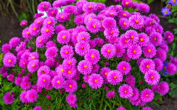 Астры многолетние октябринки