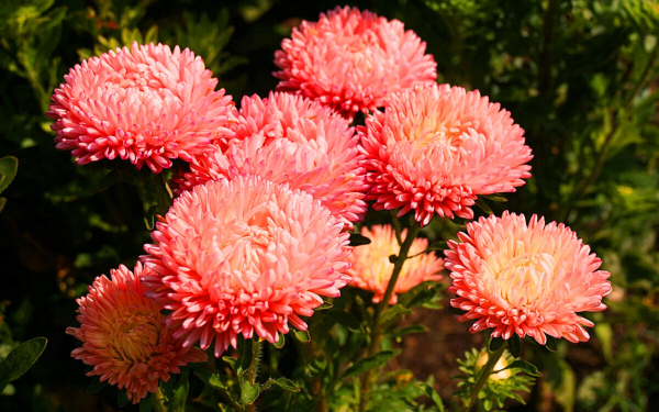 Астры розовые однолетние