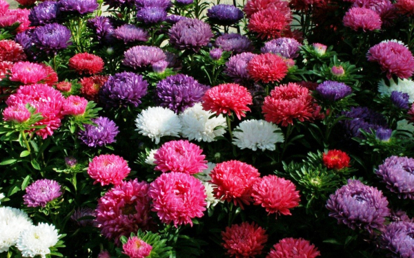 Однолетние астры