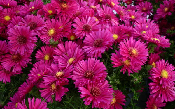 Астра Дженни