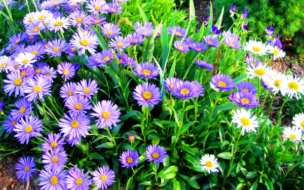 Астра альпийская