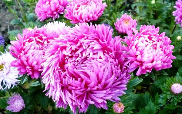 Астра дюшес