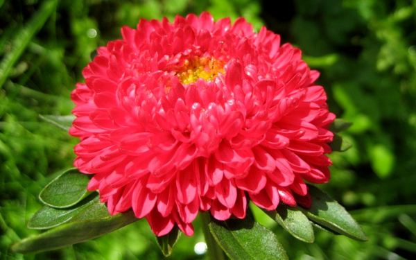 Астра красная