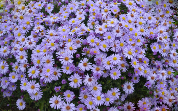 Астра кустарниковая многолетняя