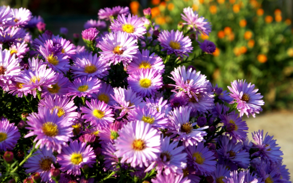 Астра кустовая