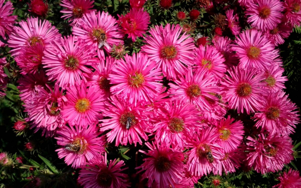 Астра многолетняя кустовая