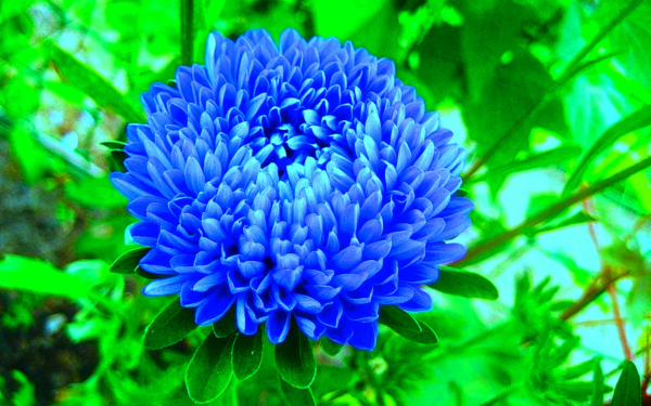 Астра синяя