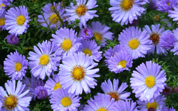 Астрра сентябринка