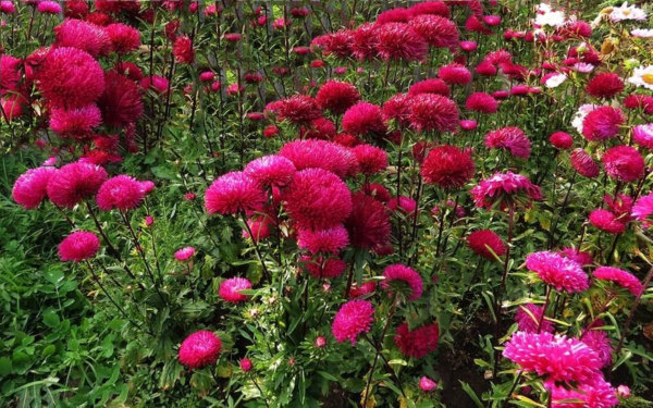 Астры в саду