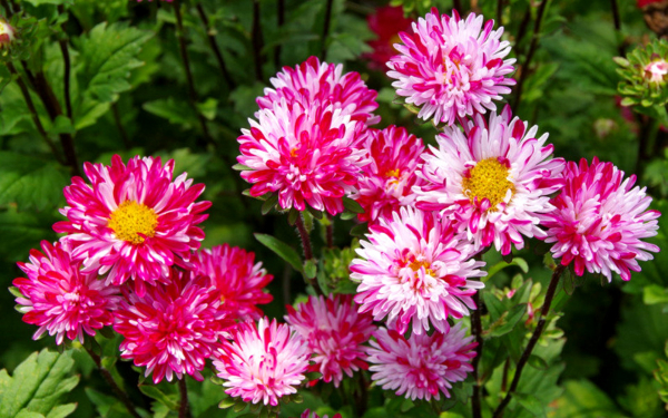 Астры красно-белые