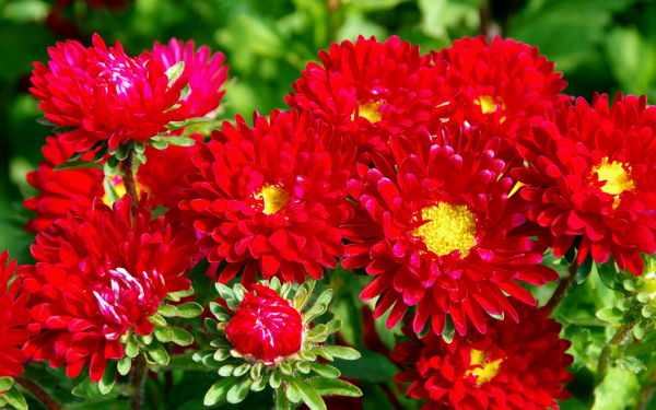 Астры красные