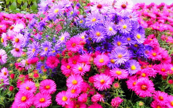 Астры многолетние разноцветные