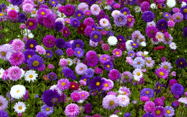 Астры многоцветные