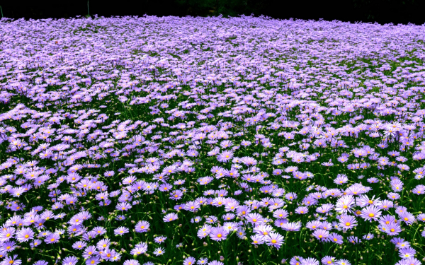 Астры на поляне