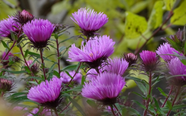 Астры осень