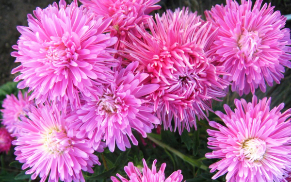 Астры розовые