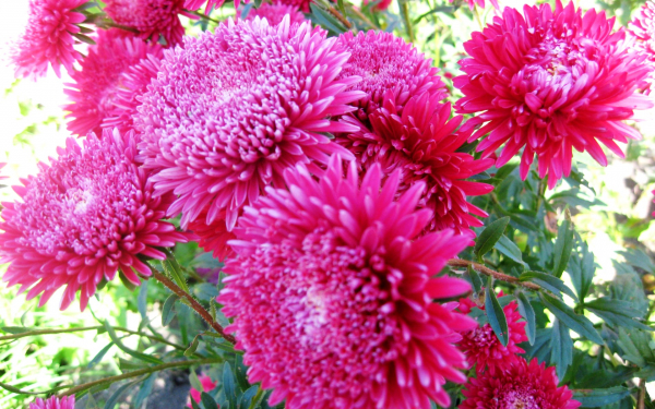 Астры садовые