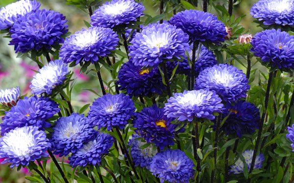 Астры синие