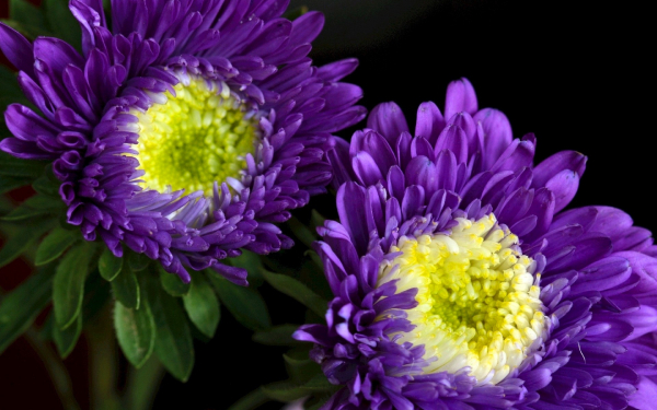 Астры фиолетовые