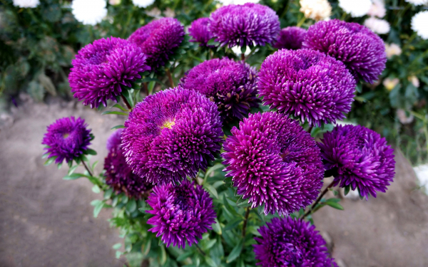 Астры шаровидные