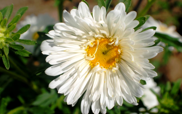 Белая астра