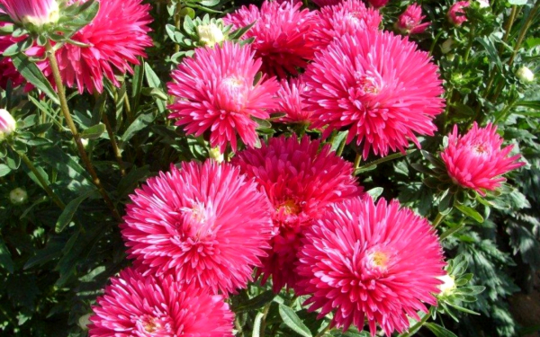 Красные астры