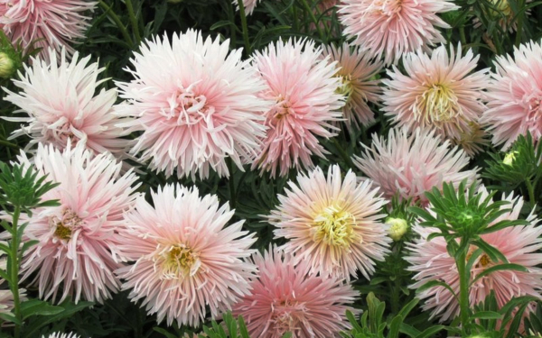 Розовые астры