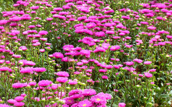 Садовые астры