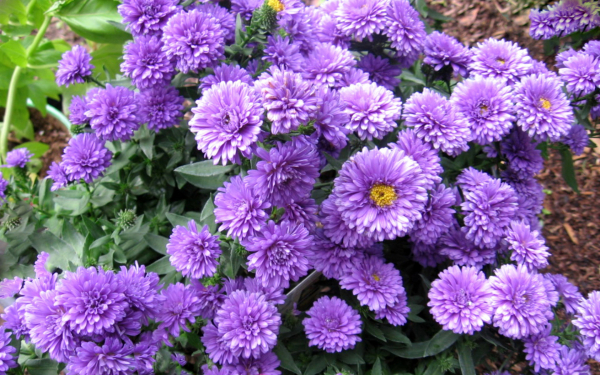 Сиреневые астры