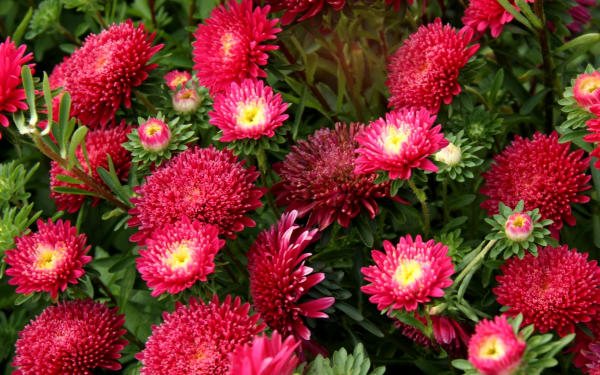 Цветы астры красивые красные