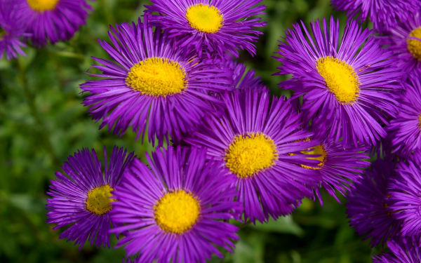 Цветы астры