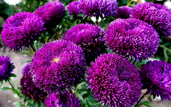 Асстры пурпурные