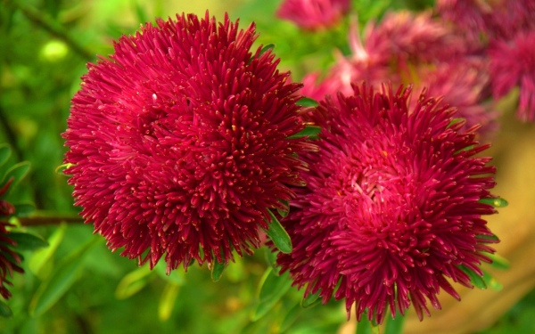 Астра Джувел Гранат