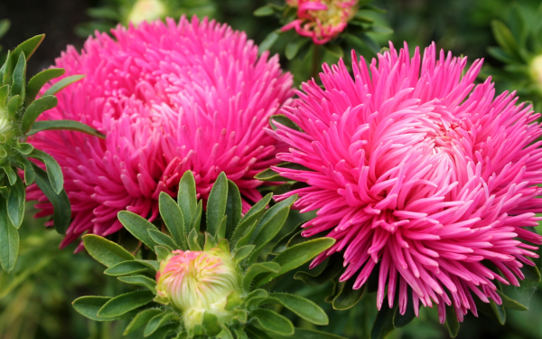 Астра Турмалин