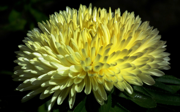 Астра Дюшес