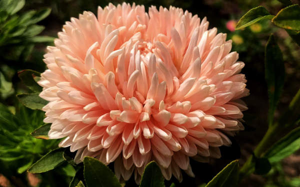 Астра звезда осеннего сада