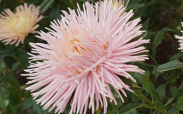 Астра игольчатая розовая