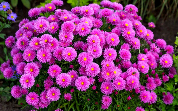 Астра кустовая бельгийская