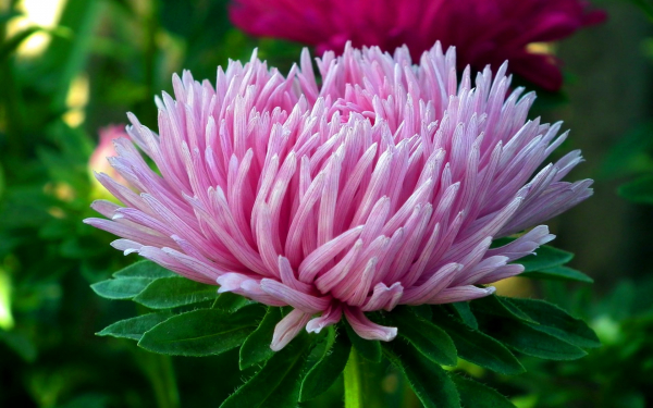 Астра розовая