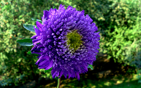 Астра трубчатая