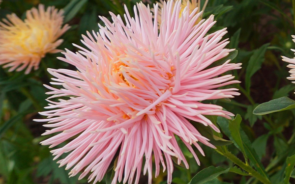 Астра утренняя заря