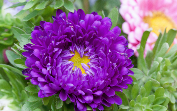 Астра фиолетовая