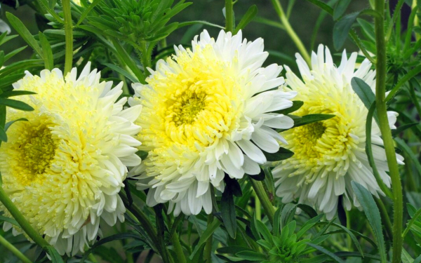 Астры двухцветные