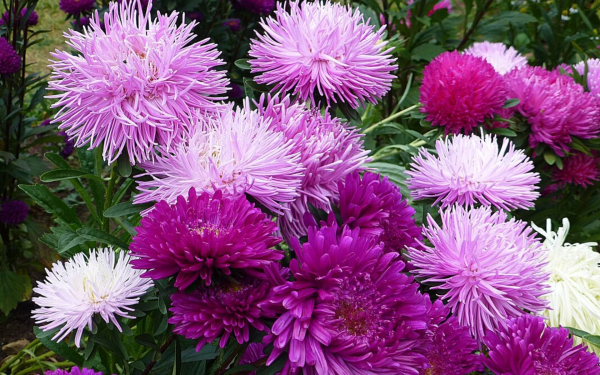 Астры звезды осени