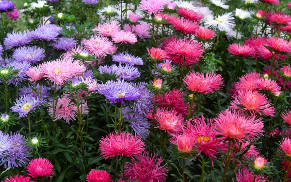 Астры игольчатые разноцветные