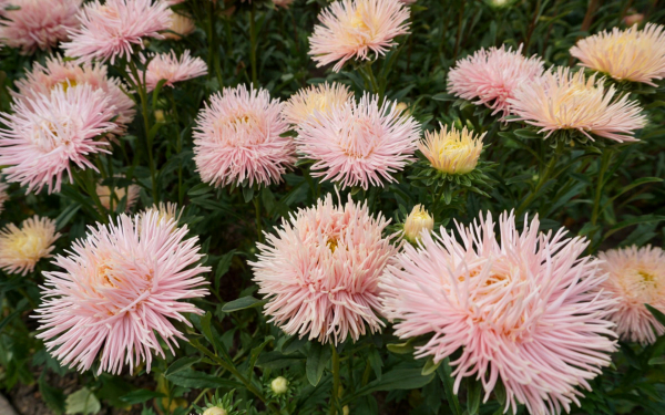 Астры игольчатые розовые