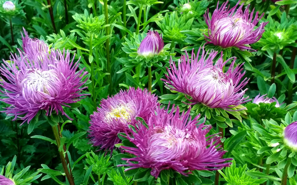 Астры игольчатые