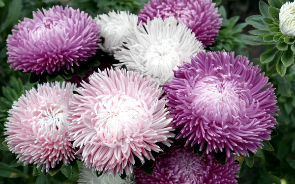 Астры китайские