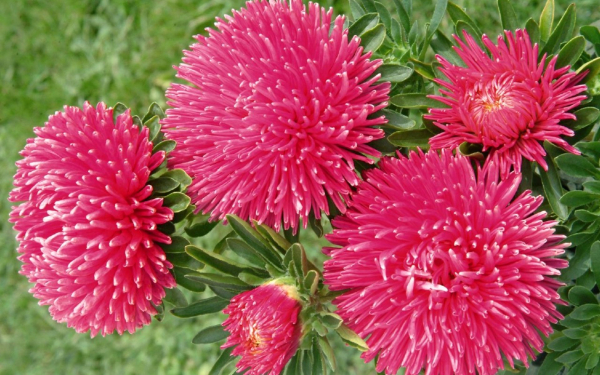 Астры красные