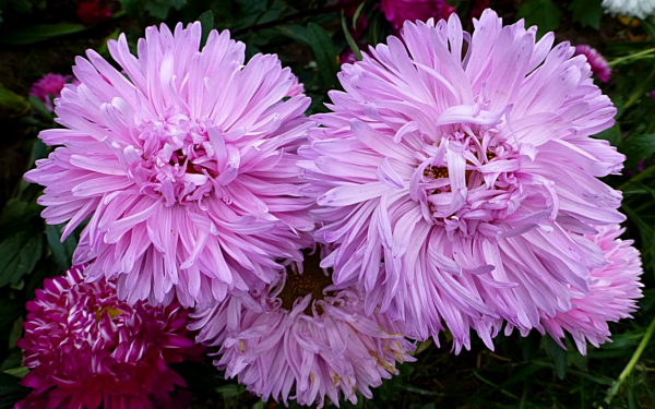 Астры лиловые